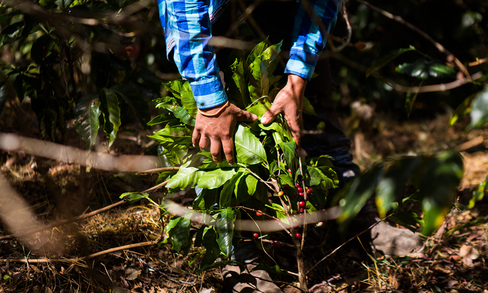 Coisas boas estão acontecendo
